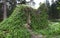 Ruins of an old house in a forest, overgrown with grass, empty window, power of nature