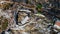 Ruins of old medieval village of Greolieres, drone aerial view of church, Alpes Maritimes, France