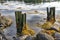 Ruins of an old wood pier near the shore of Penobscot Bay in Maine in the early morning light