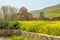 Ruins of Panagia tou Sinti ortodox Monastery with temple in the center and yellow flowers in the foreground, Cyprus