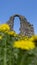 Ruins of the Rezekne Castle Hill With Dramatic Sky and Dandelions in the Background