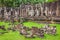 Ruins of the temples, Angkor Wat, Cambodia