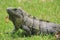 Ruins in Tulum, Mexico - Closeup of Iguana standing in grass