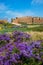 The ruins of walls and lavender flowers