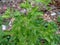 Ruku-ruku leaves or Ocimum tenuiflorum is a food flavoring plant and can be used as herbal medicine