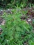 Ruku-ruku leaves or Ocimum tenuiflorum is a food flavoring plant and can be used as herbal medicine