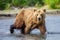 Ruling the landscape, brown bears of Kamchatka.