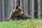 Ruling the landscape, brown bears of Kamchatka.