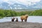 Ruling the landscape, brown bears of Kamchatka