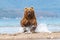 Ruling the landscape, brown bears of Kamchatka