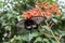 Rumanzovia Swallowtail Papilio Rumanzovia female Scarlet Mormon portrait