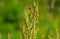 the rumex acetosa illuminated by the rays of the spring sun