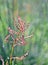 Rumex acetosella, commonly known as red sorrel, sheep`s sorrel, field sorrel and sour weed
