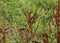 Rumex acetosella, commonly known as red sorrel, sheep& x27;s sorrel, field sorrel and sour weed plant