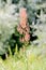 Rumex Acetosella in the Meadow