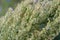 Rumex acetosella,  red sorrel, sheep`s sorrel, field sorrel or sour weed flowers