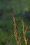 Rumex acetosella upright stems with reddish female flowers