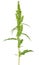 Rumex confertus plant