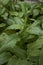 Rumex crispus fresh foliage