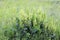 Rumex crispus. Horse sorrel close-up on a summer day