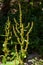 Rumex crispus plant. Dock flower spike, red in the sun. Nature weed macro