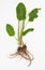 Rumex crispus yellow dock plant with root and green leaves on white background