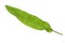 Rumex dock leaf
