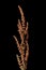 Rumex flower stalk