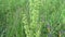 Rumex. Flowering wild sorrel in the field. Shooting of motion camera with steadicam
