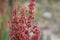 RUMEX HYMENOSEPALUS - PIONEERTOWN - 032920 A