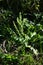 Rumex japonicus / Polygonaceae weed