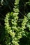 Rumex japonicus / Polygonaceae weed