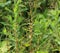 Rumex obtusifolius, commonly known as bitter dock, broad leaved dock, bluntleaf dock, or butter dock