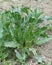 Rumex plant, large efelek (Rumex plant) plant leaves, herbal herb from medicinal plants