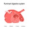 Ruminant digestive system. four compartments of Ruminants` stomach