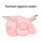 ruminant digestive system: rumen, reticulum, omasum, and abomasum