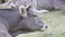 Ruminant grey cow on Spanish mountain Pyrenees, handheld footage