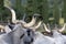 Ruminant Hungarian gray cattle bull in the pen from behind, big horns