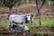 Ruminant Hungarian gray cattle bull in the pen, big horns, portrait, eye