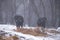 Ruminantia bovidae domestic animals at the farm on a foggy day. Two black cows a bull and a female grazing hay outside