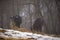 Ruminantia bovidae domestic animals at the farm on a foggy day. Two black cows a bull and a female grazing hay outside