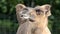 Ruminating bactrian camel (Camelus bactrian)