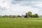 Ruminating black spotted cows in a fresh green Dutch meadow