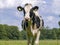 Ruminating chewing cow, black and white, Holstein, stands in a green pasture, blue cloudy sky