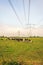 Ruminating cows in a meadow under high voltage lines