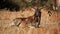Ruminating tsessebe antelope