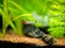 Rummy-nose tetra Hemigrammus rhodostomus on a fish tank with blurred background