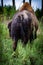 The rump of the Bison on the plain Gretna Nebraska