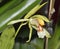 Rumphius\' Coelogyne Orchid