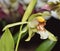 Rumphius\' Coelogyne Orchid